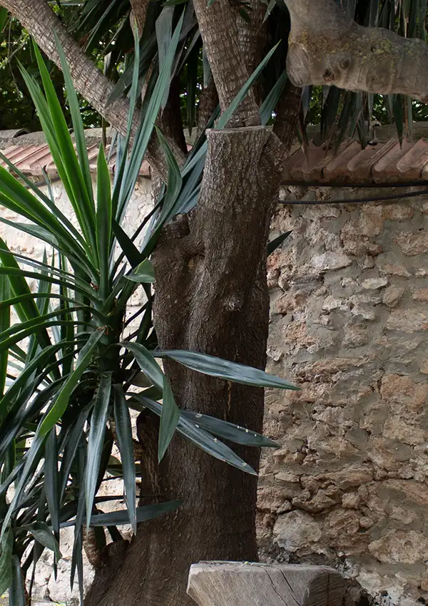 plant