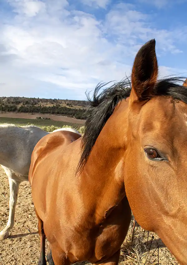 horse