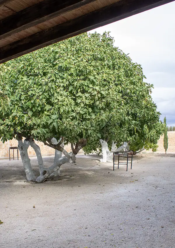 tree