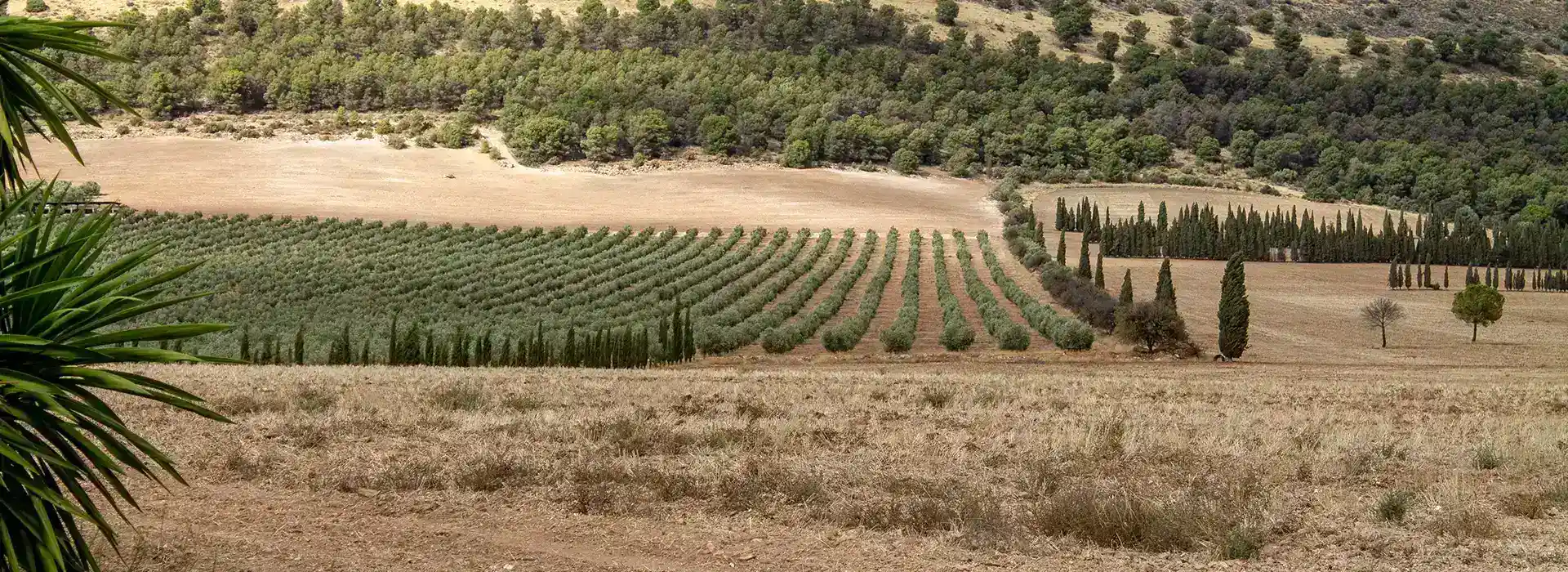 sierra-view