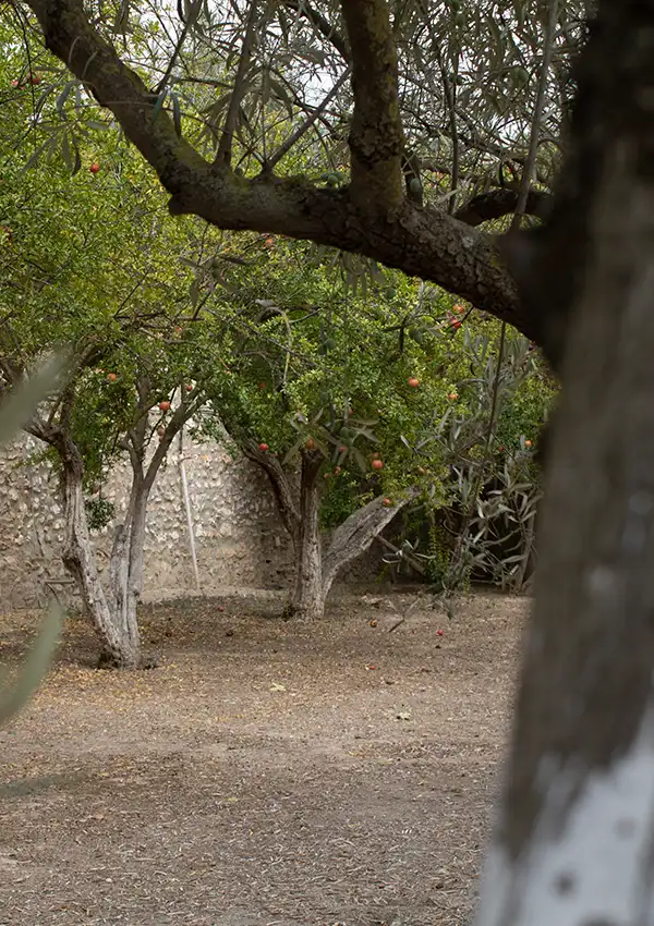 trees